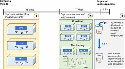 Thermal Fluctuations Yield Sex-Specific Differences of Ingestion Rates of the Littoral Mysid Neomysis integer